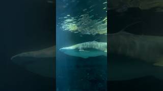 Sharks & Ocean Life 🦈 | Underwater Serenity with Deep Sea Sounds for Relaxation & Meditation