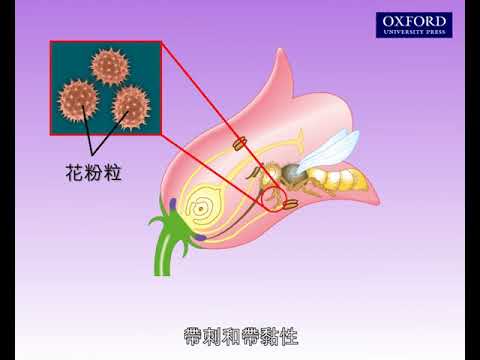 動畫12.2 有花植物的傳粉