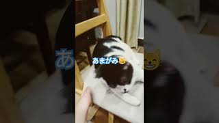 お目々まん丸の猫🐱