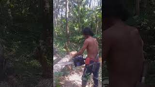 new team part 2,#woodworker #wadhidaw #stihl070