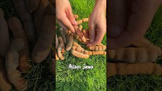 Asam jawa super asem #asamjawa #asam