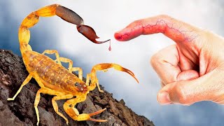STUNG by Meanest Scorpion in Thailand!
