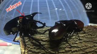 xylotrupes gideons are fighting while chalcosoma is referee.