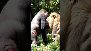 🦍 Gorilla vs 🦁 Lion – Epic Jungle Showdown! #GorillaVsLion #WildlifeBattle #Videoshorts