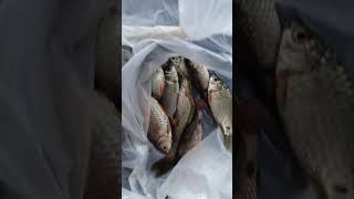views#viralvideo #fishingvideo #reelsfb