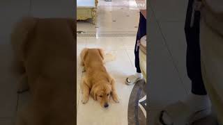 "Smart Dog Pretends to Be Sick to Get Ham! 😂🐶"#ytshorts #dog