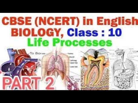 life process part - 2 class 10 biology| ncert explained in details | ch 6 life process |#boardsarmy