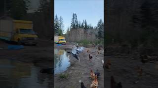 Fly like a muscovy #coversong #music #muscovyduck #flyingducks #fly #flylikeaneagle #duckpond