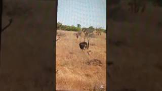 watch as Cheetah fails to catch ostrich #jimcorbettwildlifeandnatureview #africansafari #wildlife