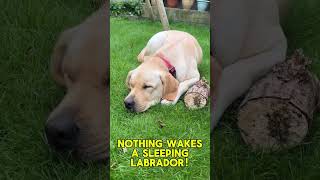 Nothing wakes a sleeping labrador