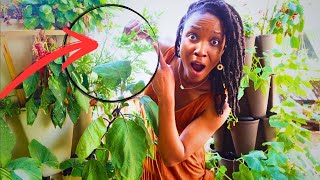 You'll NEVER Go Back to Commercial Pest Control Products After This | Natural, Cheap/Free Solutions