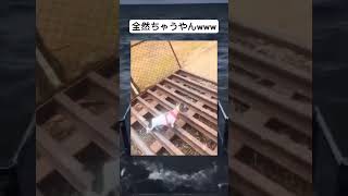 猫すごっwww   #バランス #shorts #体感 #バズれ #ネタ動画