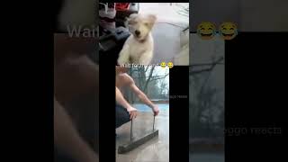 Dog Reacts to funny Video | Hilarious Dog Laughs! #75 #shorts