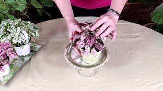 How to Prune Houseplants to Make them Bushy (Polka Dot Plant)
