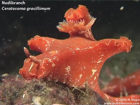 Lembeh Strait Night Dive
