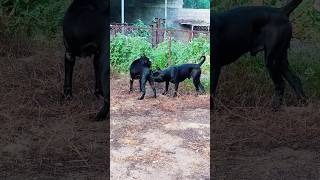 Playing #dog #dogfunny #doglife #doggielife