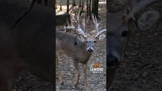 WonDEERful Non Typical