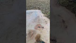 DEATH OF A 200-YEAR-OLD TREE #oldtree #bigtree #largetree #tragicloss #ghostly #sadday