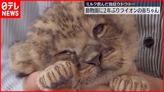 【2年ぶり】ライオンの赤ちゃんが誕生  大分・アフリカンサファリ