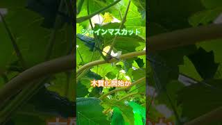 Shine Muscat grapes are ripening, will the berries soften soon? #Grape growing #Shine Muscat #Hom...