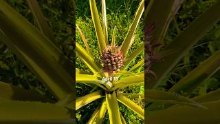 EPIC PINEAPPLE TIMELAPSE #4thofjuly #pineapple #pineapplerecipes #gardeningtips