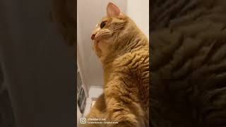 Does every cat do this? #dailyfunny #gingercats #shorts #cats #funnycats #catsshorts