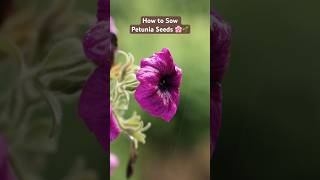 How to Sow Petunia Seeds 🌸🌱