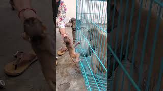 #monkey #animalsanctuaries #animalaffection #loveanimals #monkeybaby #monkeylove #monkeyrescue