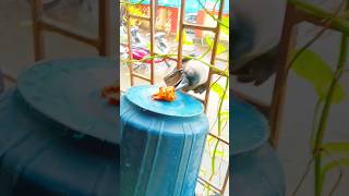 #mypetcrow #shortsvideo #birds #crow #viralvideo #birdslover #nature #clevercrow