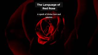 🌹 Red Rose 🔥What the Red Rose Really Means! 🌹#RedRose #LanguageOfFlowers.