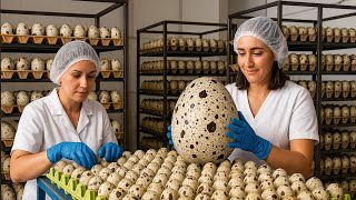 INSDIDE A QUAIL FARM| Inside a High-Tech Facility Sorting Thousands of Speckled Quail Eggs