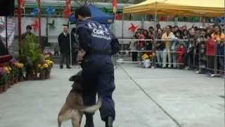 蓮花犬舍-犬隻訓練表演