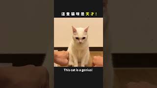 這隻貓咪是天才！　This cat is a genius！