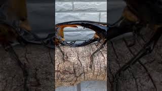 【昆虫バトル】【カブトムシ】サタンオオカブトvsヘラクレスオオカブト
