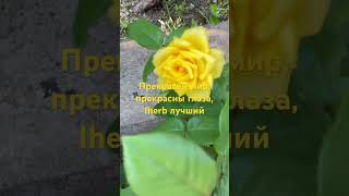 хорошее зрение, for your perfect eyes iherbmania,#shorts #subscribe