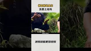 专家说梯田耕地是在浪费土地#知识 #趣闻 #历史