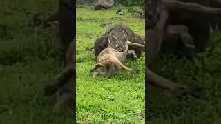The bigest lizard in the world : Komodo #3 #wildlife #wildindonesia #animals