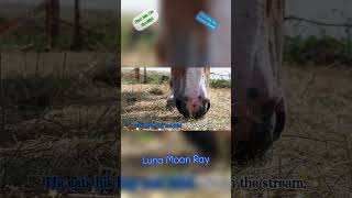 Giddy up Gallop horse - Fun kids song about horse | kids party music  #lunamoonray #kidspartymusic
