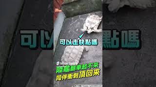 蘇卡達象龜站立衰翻車「無法起身」　同伴「衝刺頂起」神默契救援｜TVBS新聞｜擠看看