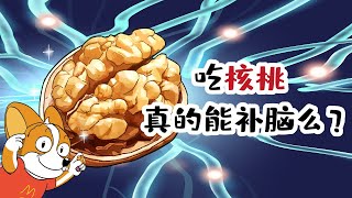 【小魔】吃核桃真的能补脑吗？？？