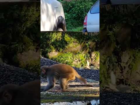 Fun || #funny #enjoy #shorts #youtubeshort #monkey #viralshorts #lansdowne #trending #trip #nature