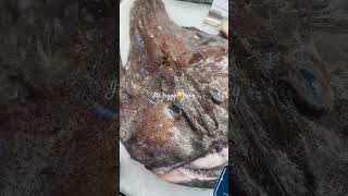Have you seen a Monkfish b4? 😳 #fish #sea #cooking #eating #viral #vlog #video #fyp #shorts