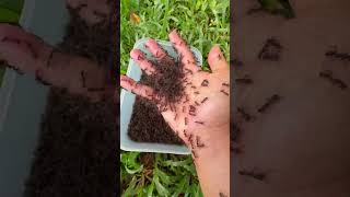 I Try Touching Halloween Ants In a Box and This Happened!