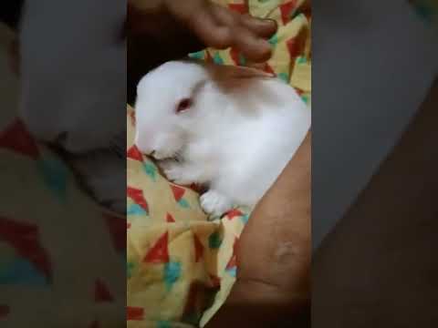 Cute pet rabbit | #shorts #cute  #babyrabbit #rabbit