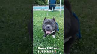 Lil Zee #biblical Bullyz #americanbully #bullylife #pocketbullies #bullybreed