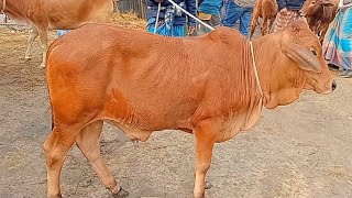 @আজ ১০ফেব্রুয়ারী২০২৩| আমবাড়ী হাটে মোটাতাজাকরনের শাহীওয়াল জাতের ষাঁড় বাছুর গরুর দাম || দিনাজপুর ||