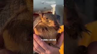 犰狳的外壳有多硬，为何能反弹子弹 #科普知识 #犰狳