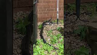 Snakes Making Babies: A Surprisingly Cute Twist #snakelovers