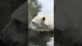 polar Bear / Ijsbeer