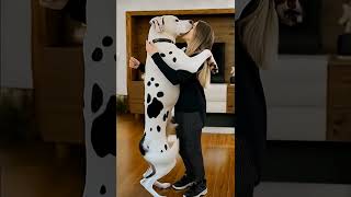 #dog  #dog #dogs #puppytraining  #doglover #dogvideos ife #instadog